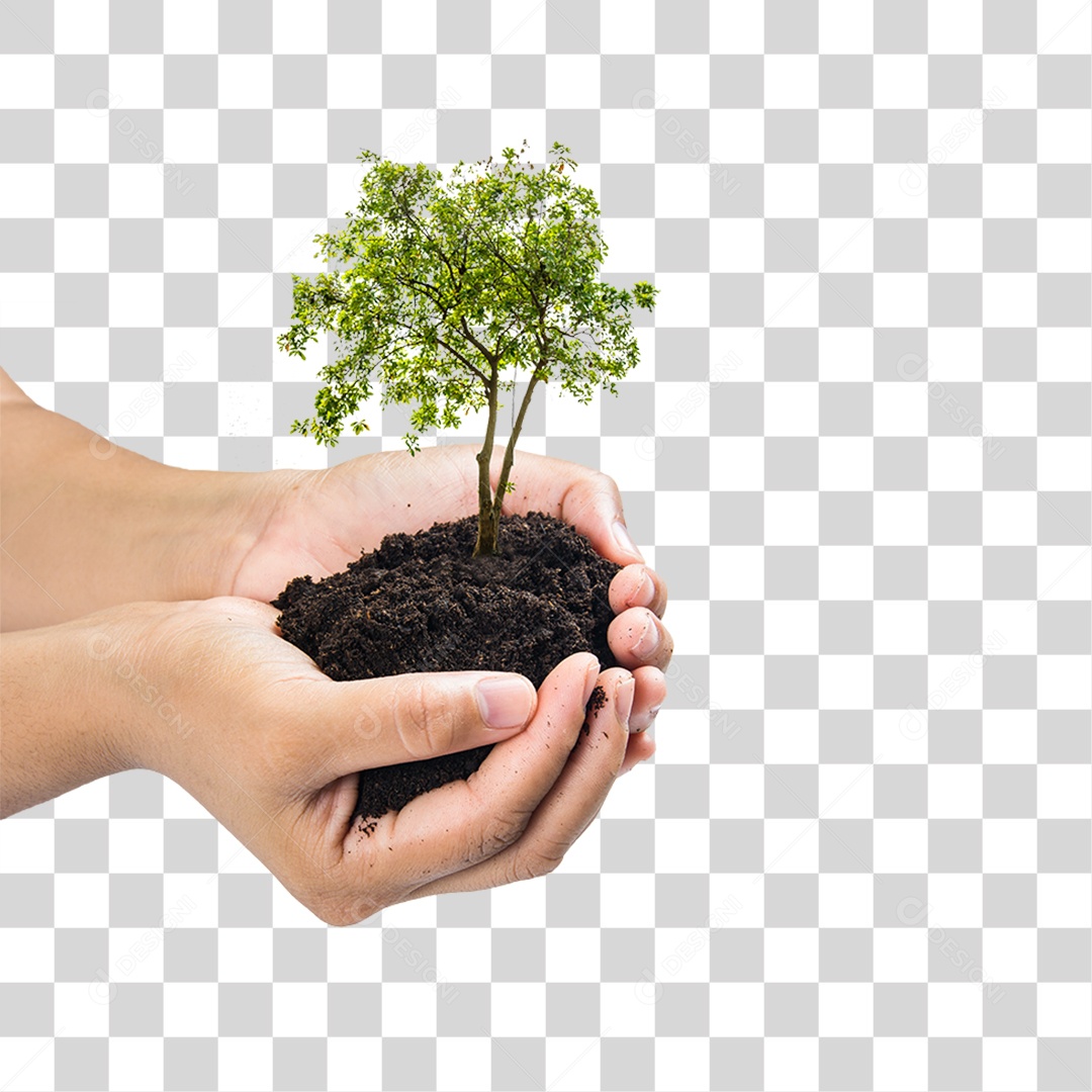 Mãos Segurando um Monte de Terra com uma Planta PNG Transparente