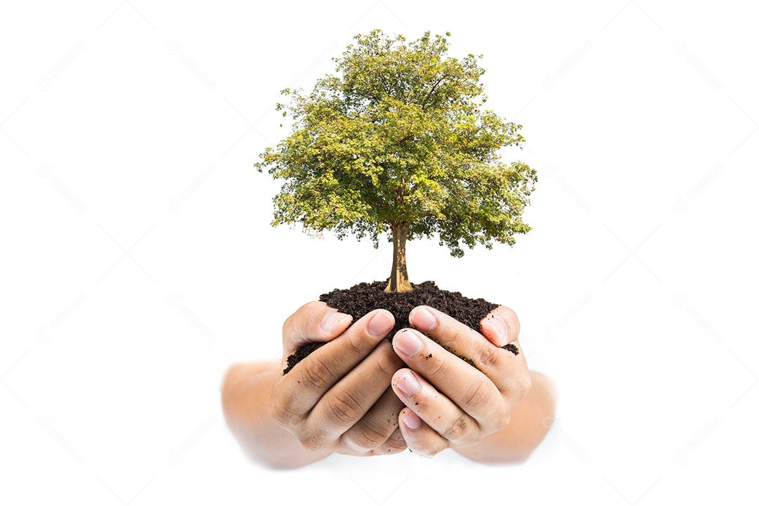 Mãos segurando uma planta jovem verde, pequena árvore isolado fundo