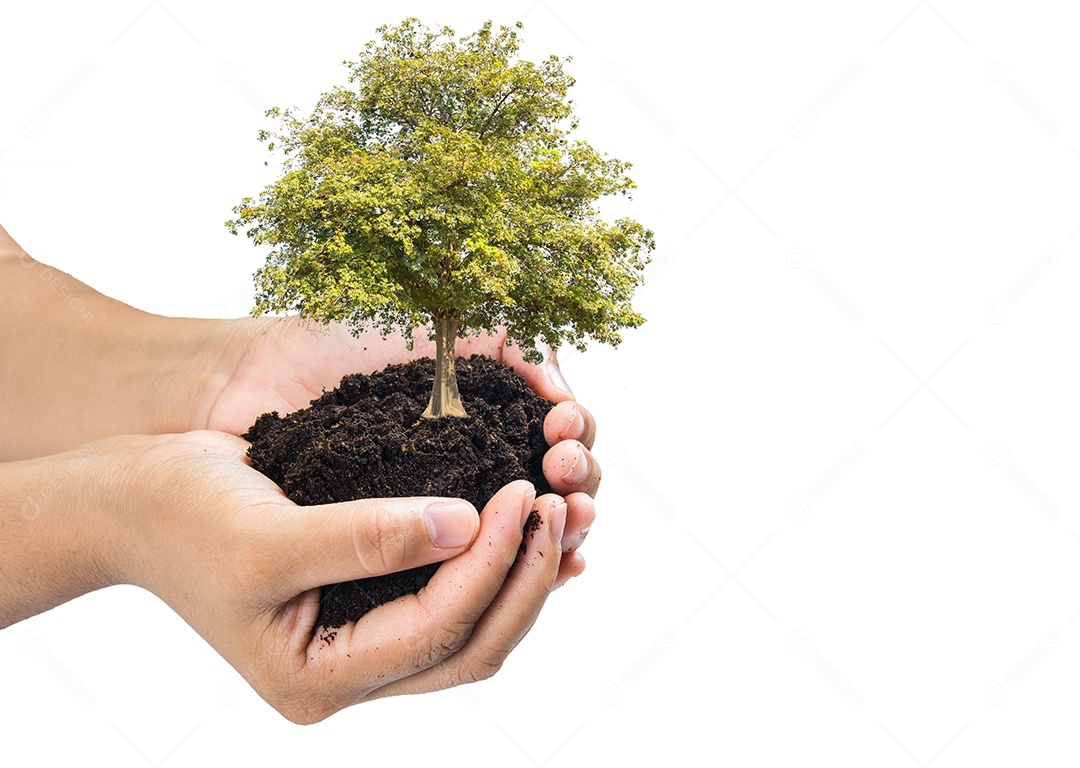 Mãos segurando uma planta jovem verde, pequena árvore isolado fundo