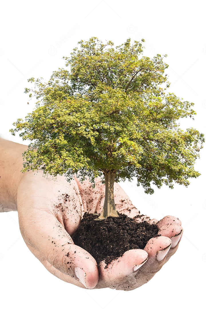 Mãos segurando uma planta jovem verde, pequena árvore isolado fundo