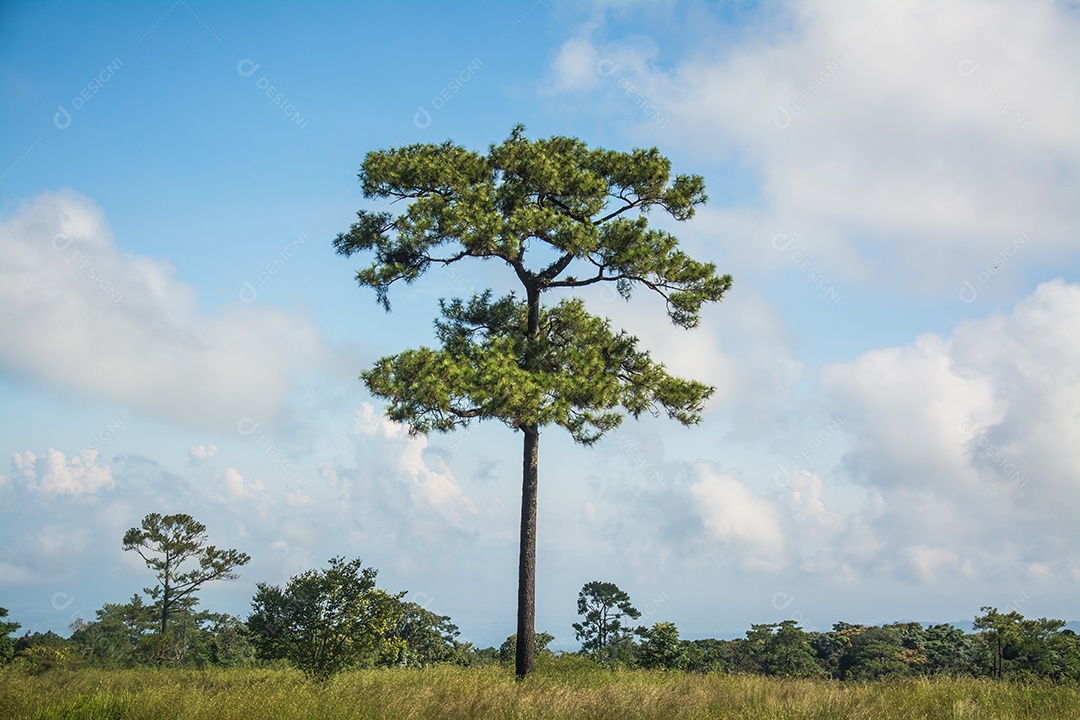 Pinheiro arvore sobre floresta selva céu nublado