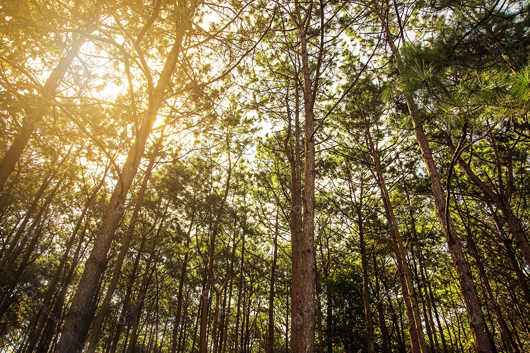 Floresta natural de pinheiros verdes