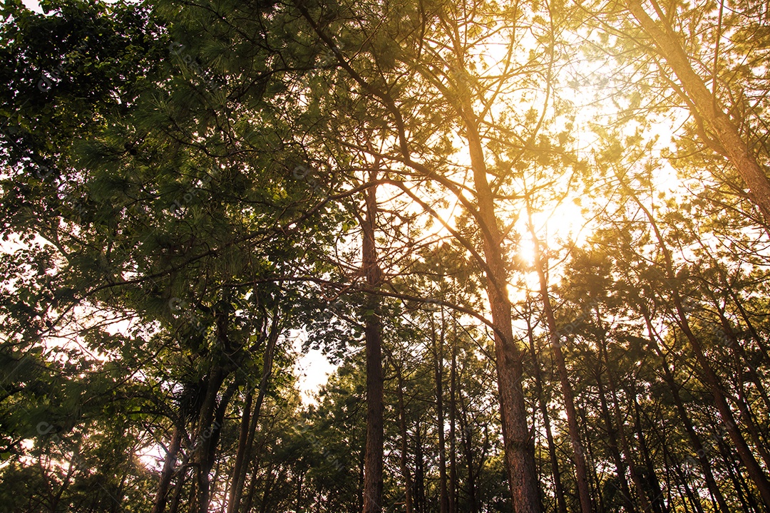 Floresta natural de pinheiros verdes