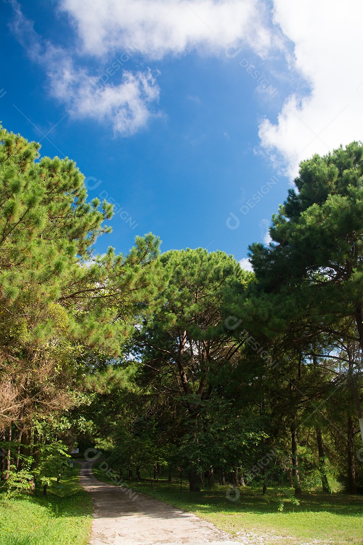 Floresta natural de pinheiros verdes