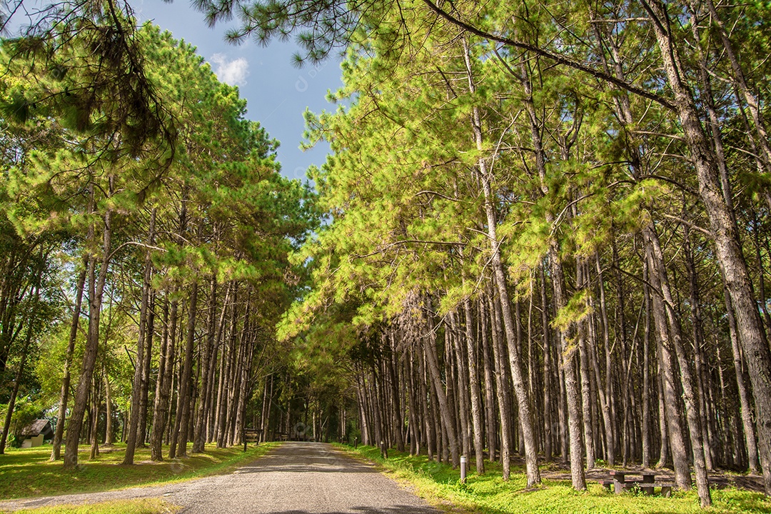 Estrada na floresta de pinheiros.