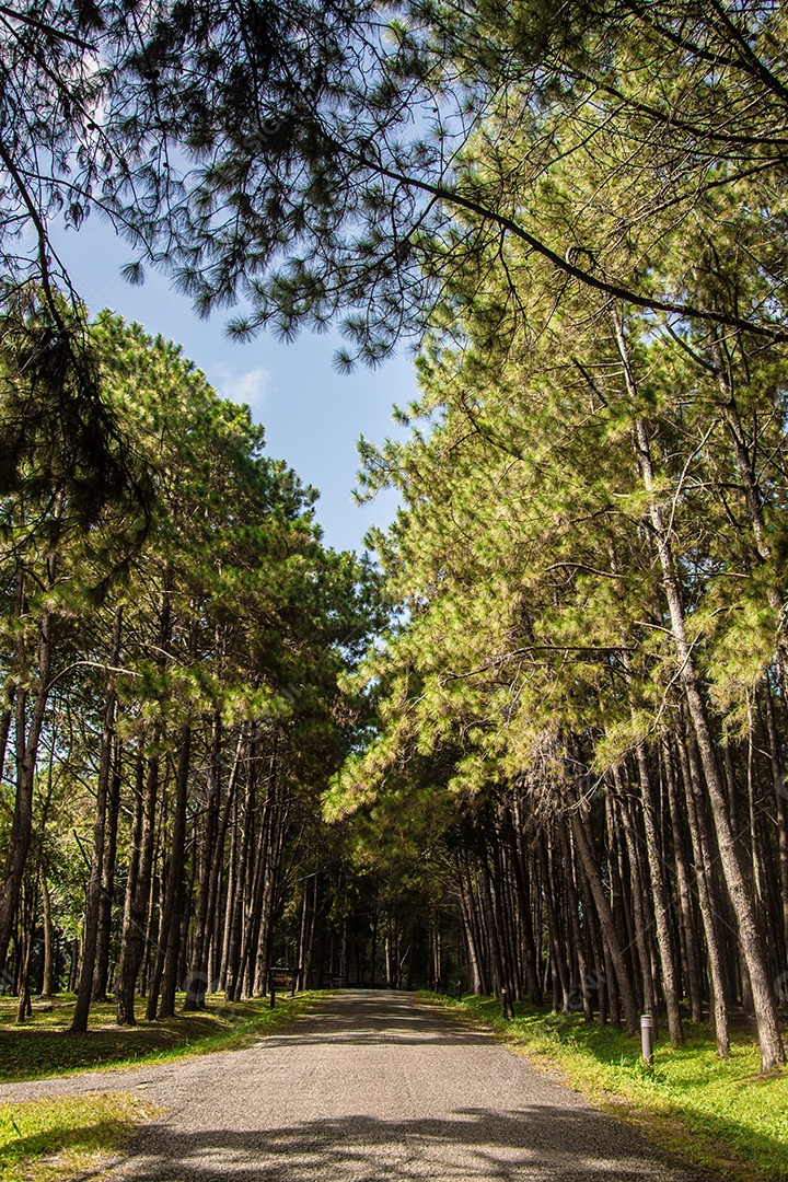 Estrada na floresta de pinheiros.