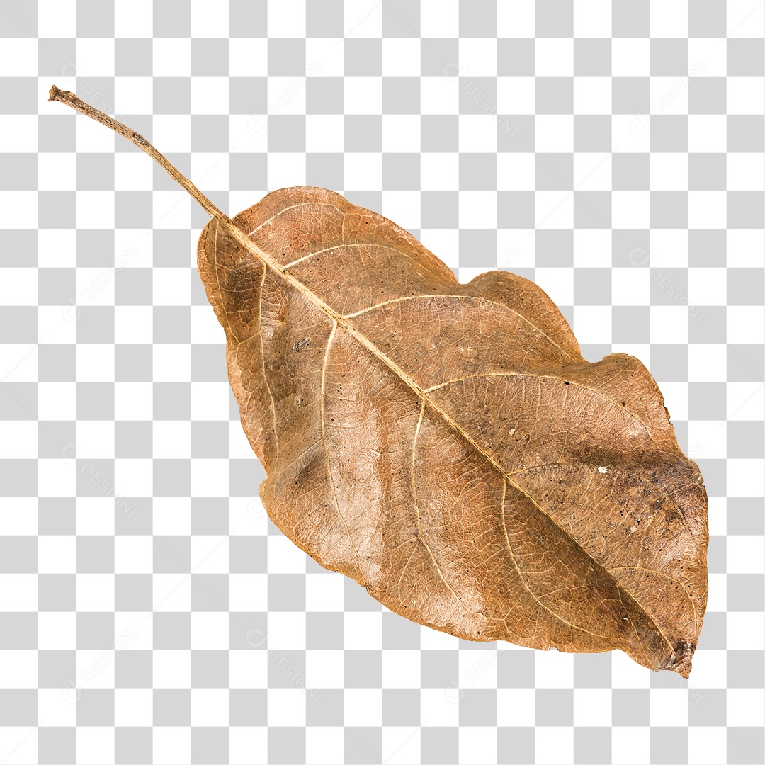 Folha seca de árvore PNG transparente