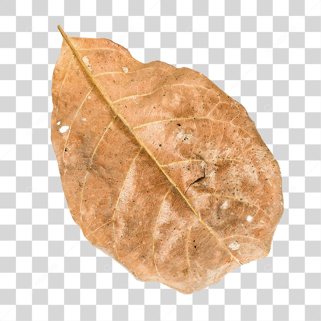 Folha seca de árvore PNG transparente