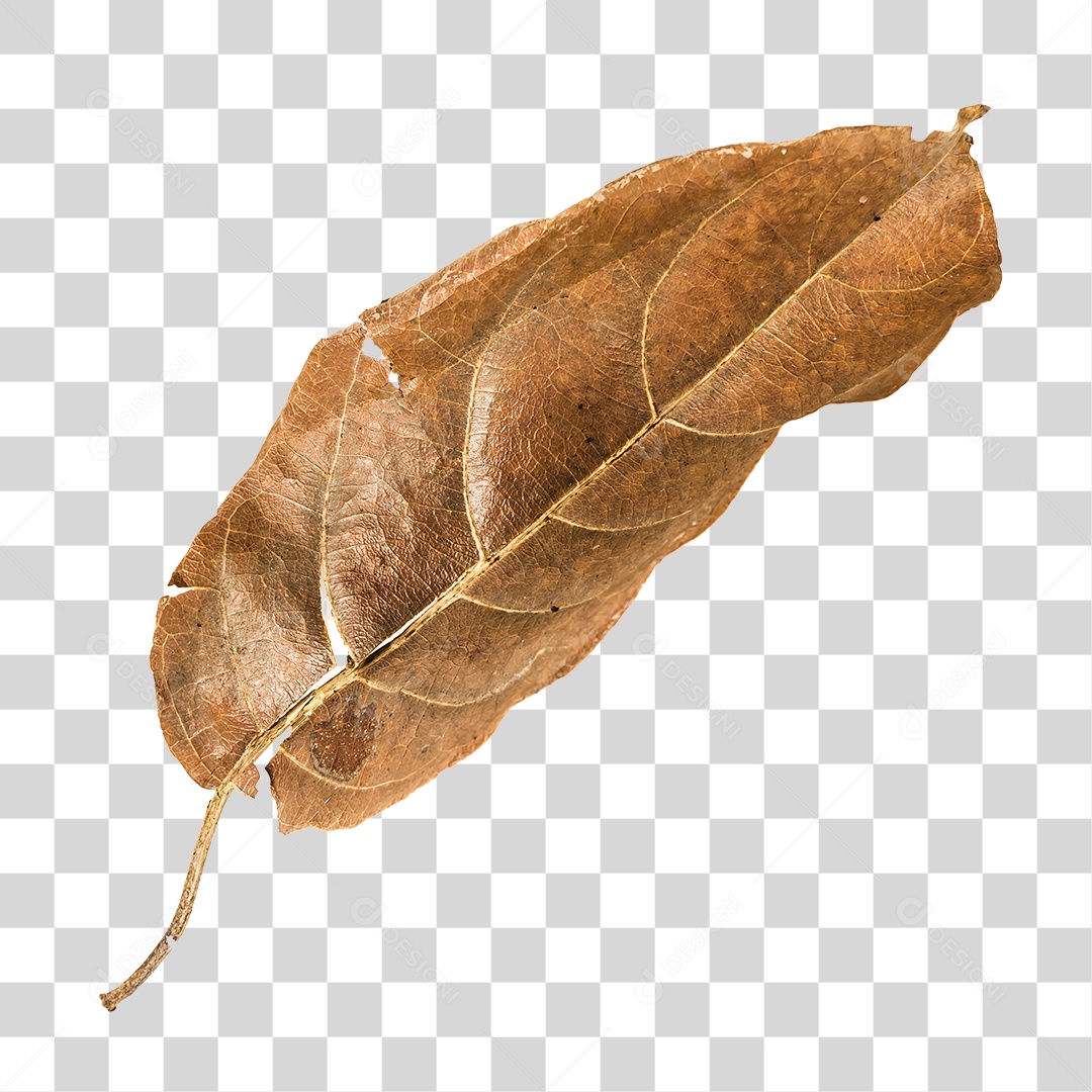 Folha seca de árvore PNG transparente