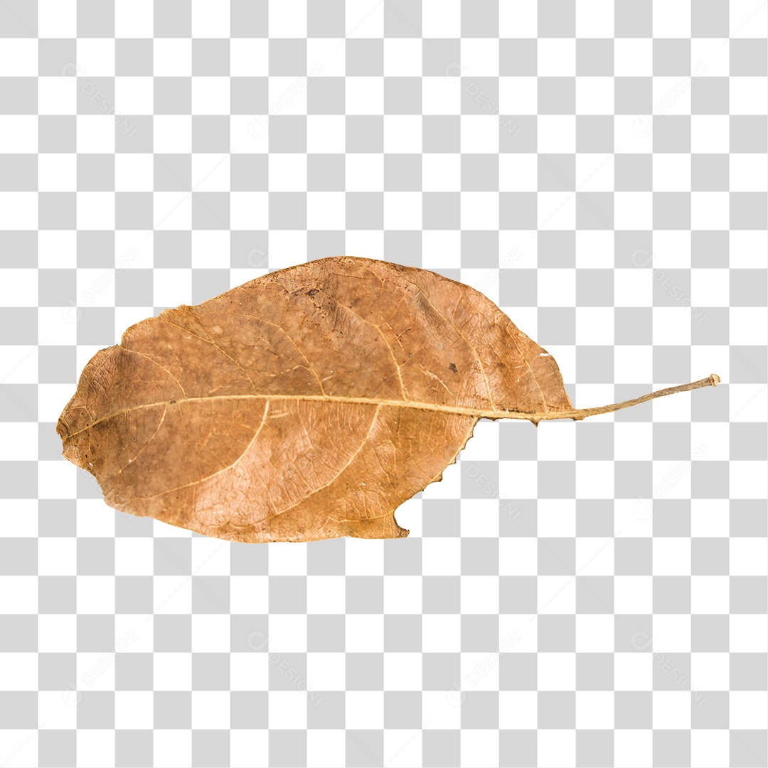 Folha seca de árvore PNG transparente