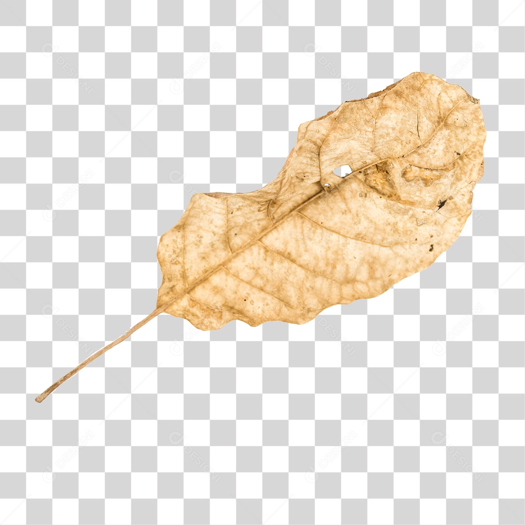 Folha seca de árvore PNG transparente