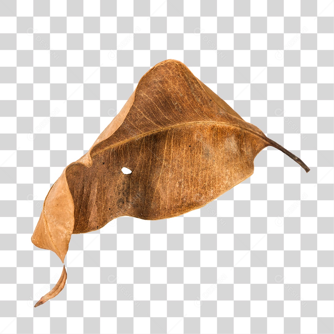 Folha seca de árvore PNG transparente