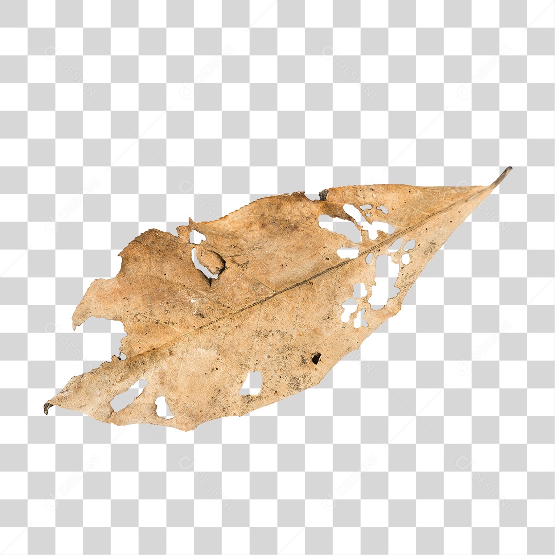Folha seca de árvore PNG transparente