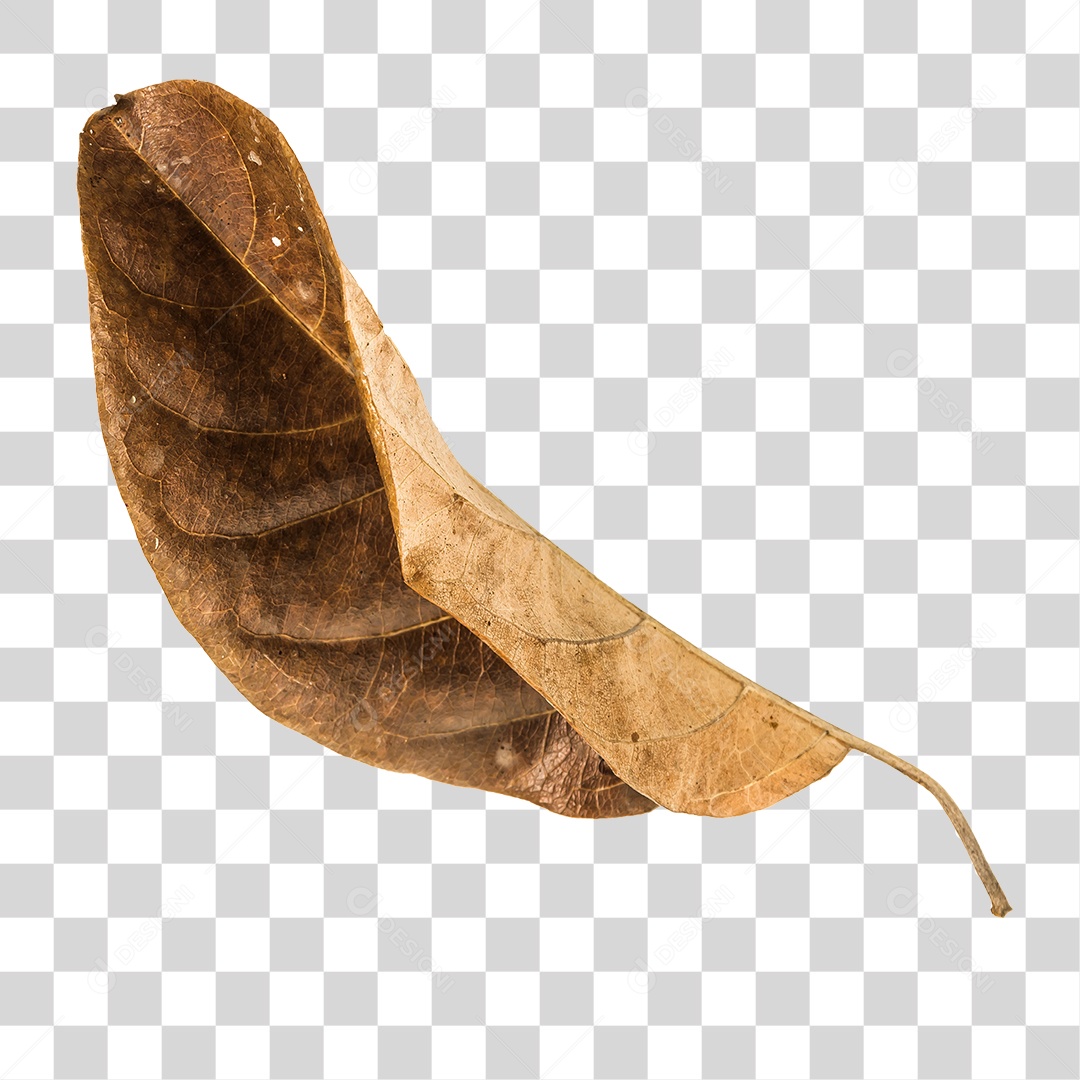 Folha seca de árvore PNG transparente