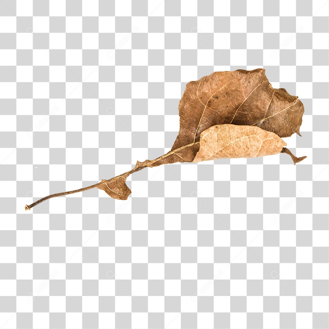 Folha seca de árvore PNG transparente