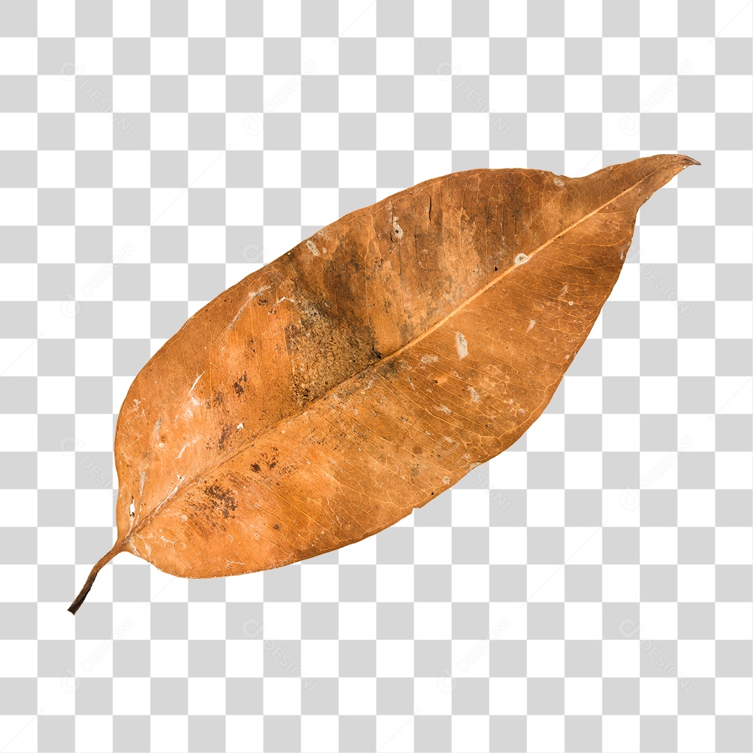 Folha seca de árvore PNG transparente