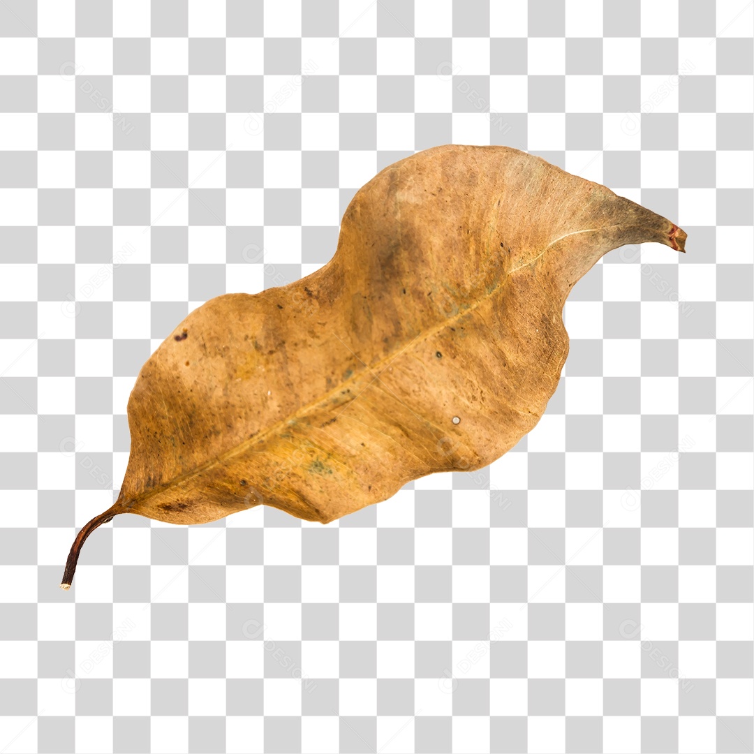 Folha seca de árvore PNG transparente