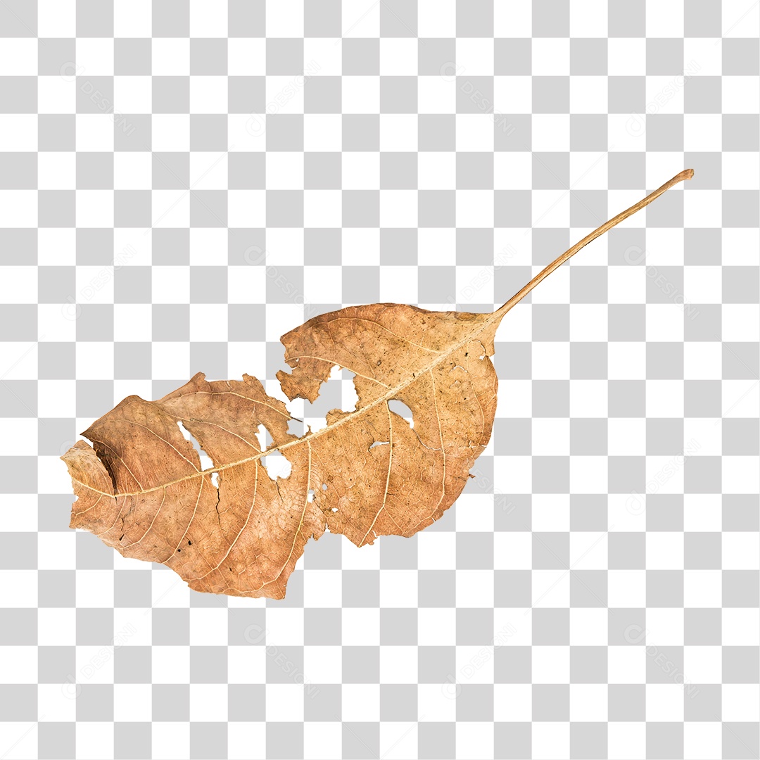 Folha seca de árvore PNG transparente