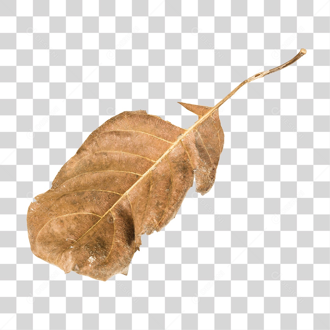 Folha seca de árvore PNG transparente