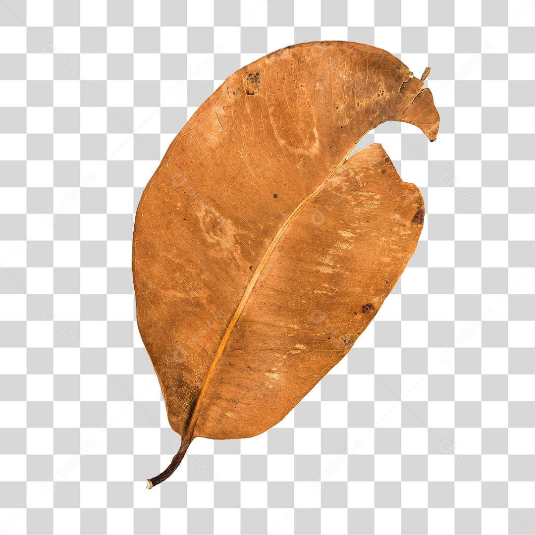Folha seca de árvore PNG transparente