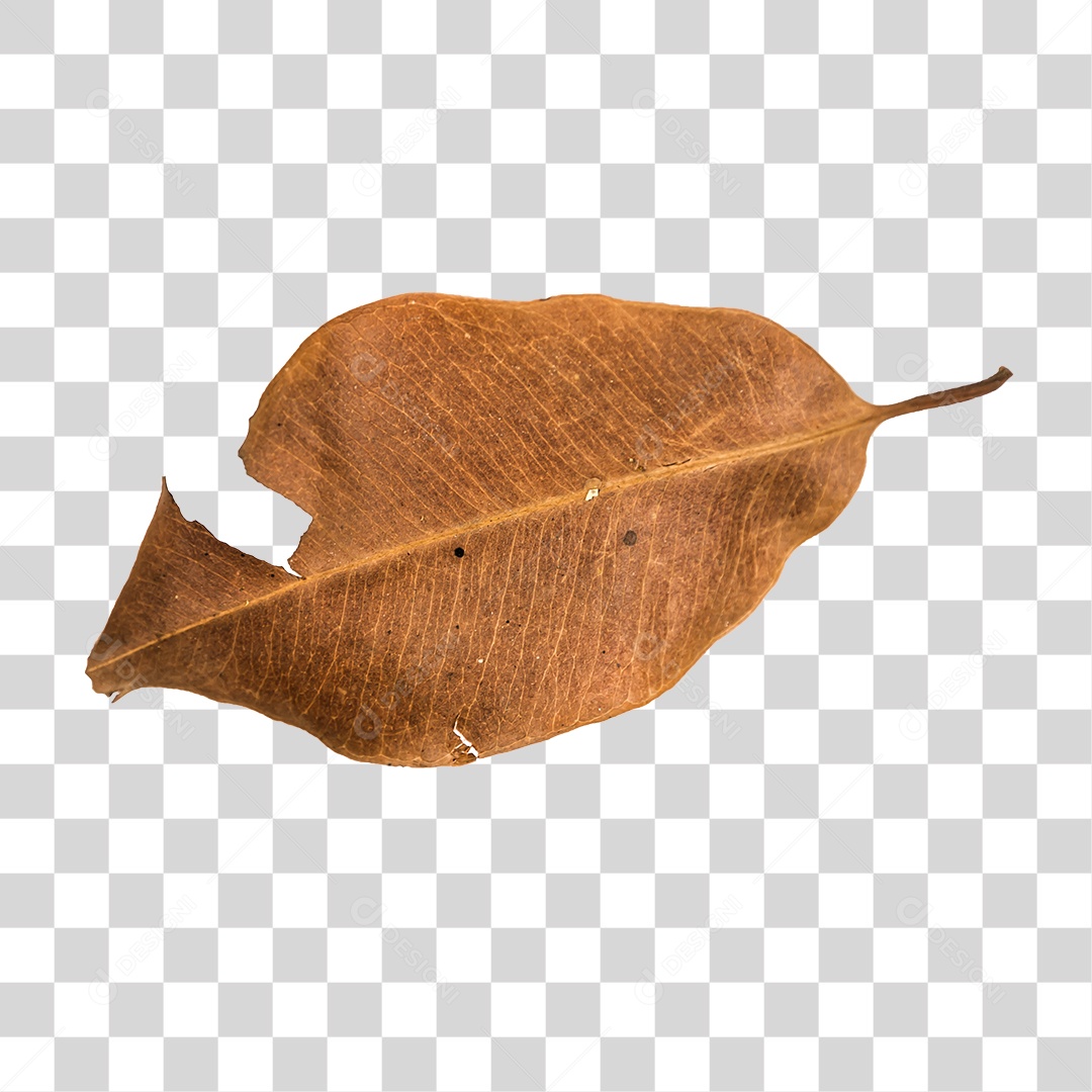 Folha seca de árvore PNG transparente