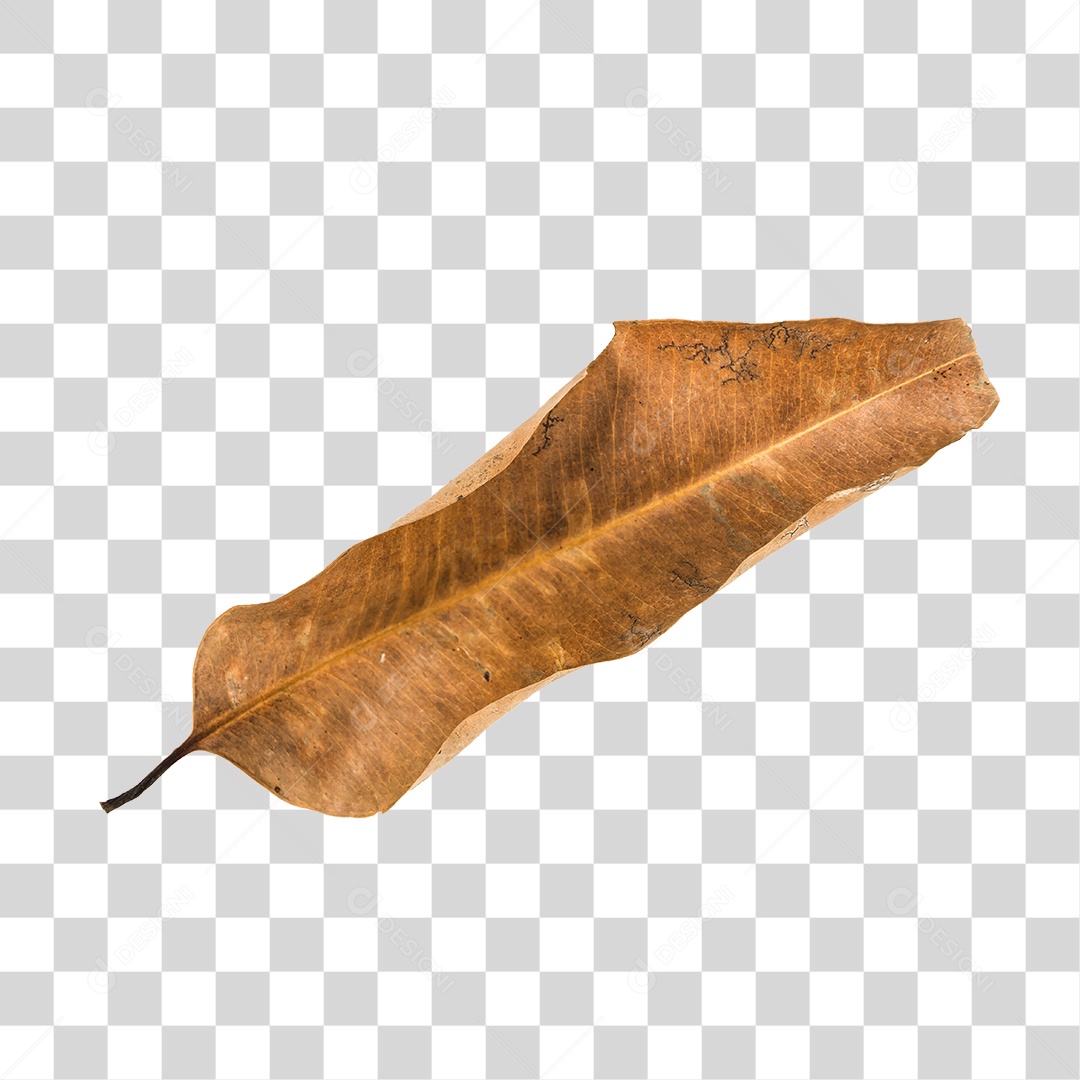 Folha seca de árvore PNG transparente