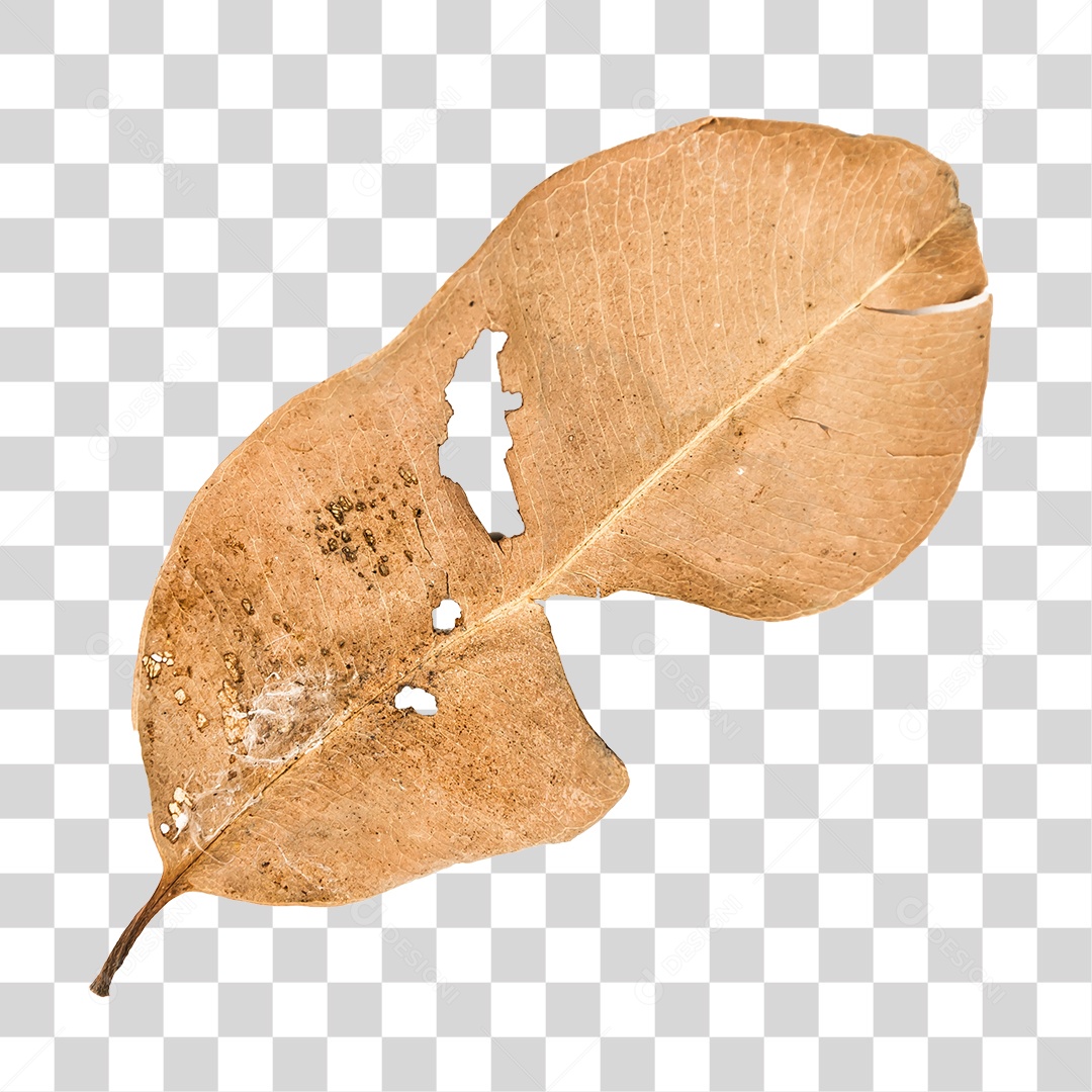 Folha seca de árvore PNG transparente