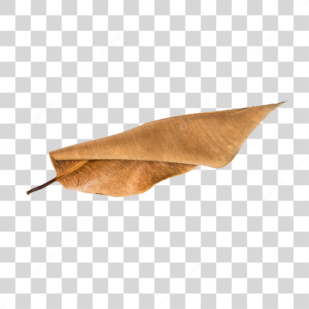 Folha seca de árvore PNG transparente