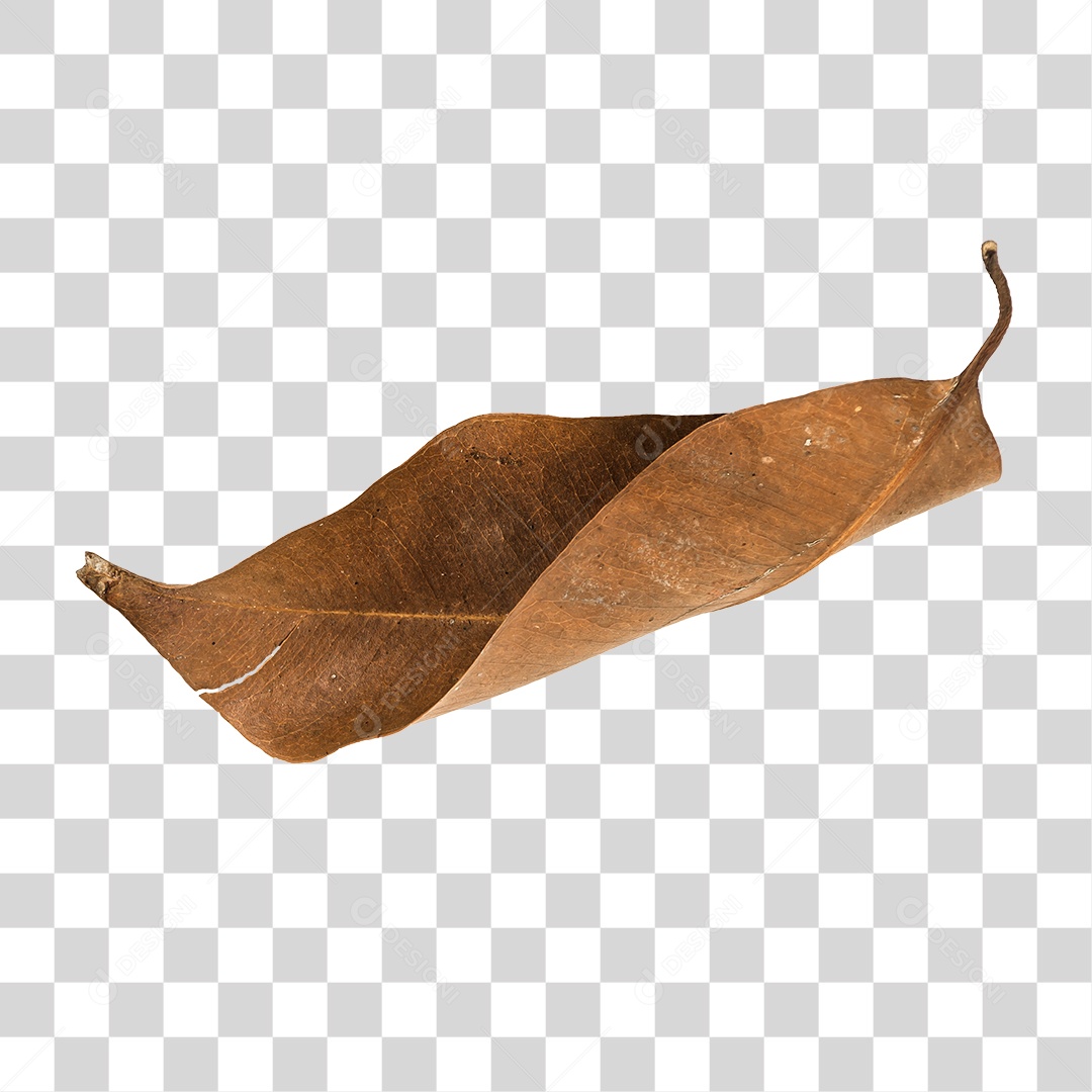 Folha seca de árvore PNG transparente