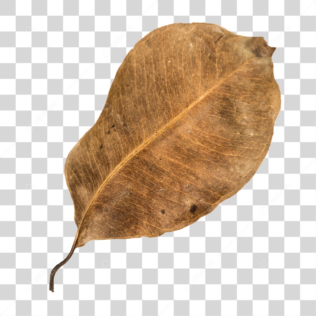 Folha seca de árvore PNG transparente