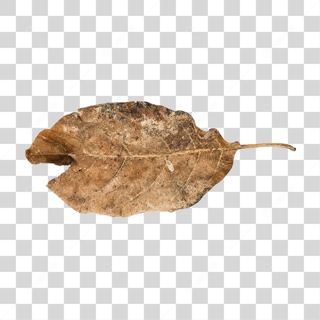 Folha seca de árvore PNG transparente