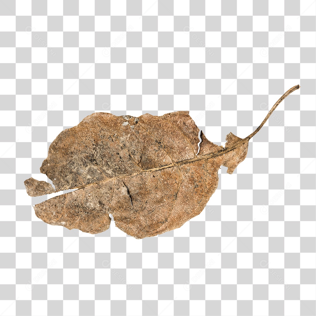 Folha seca de árvore PNG transparente