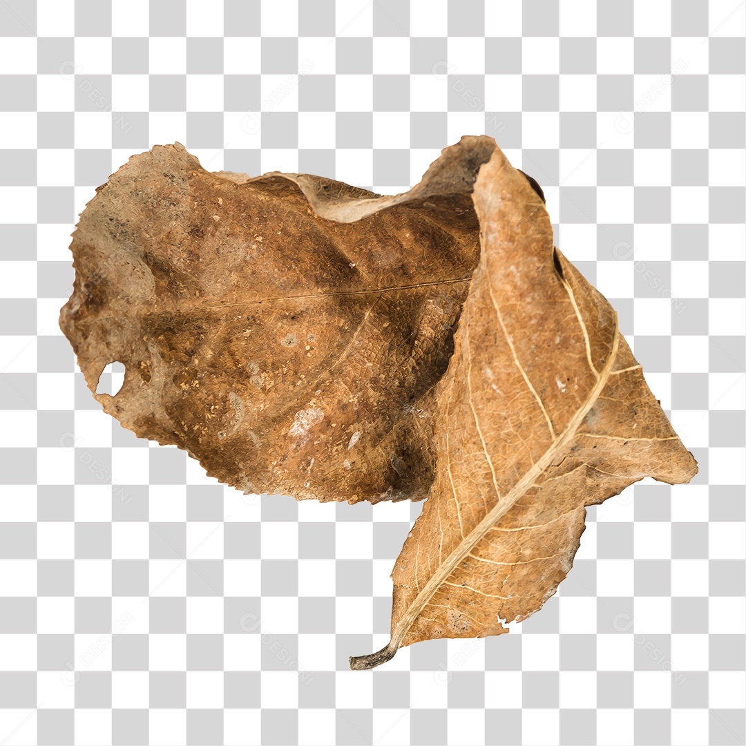 Folha seca de árvore PNG transparente