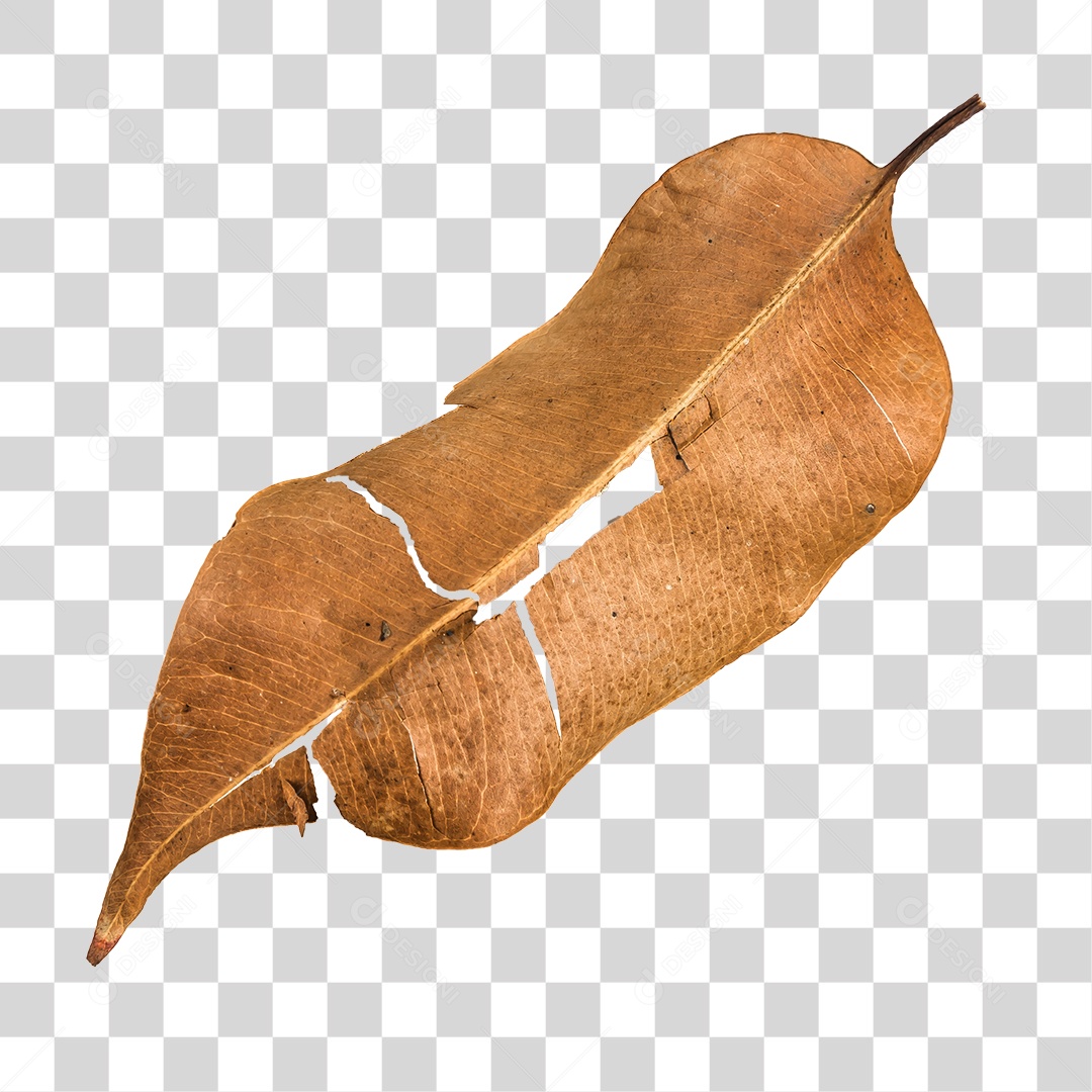 Folha seca de árvore PNG transparente