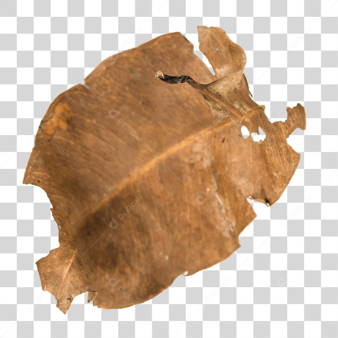 Folha seca de árvore PNG transparente