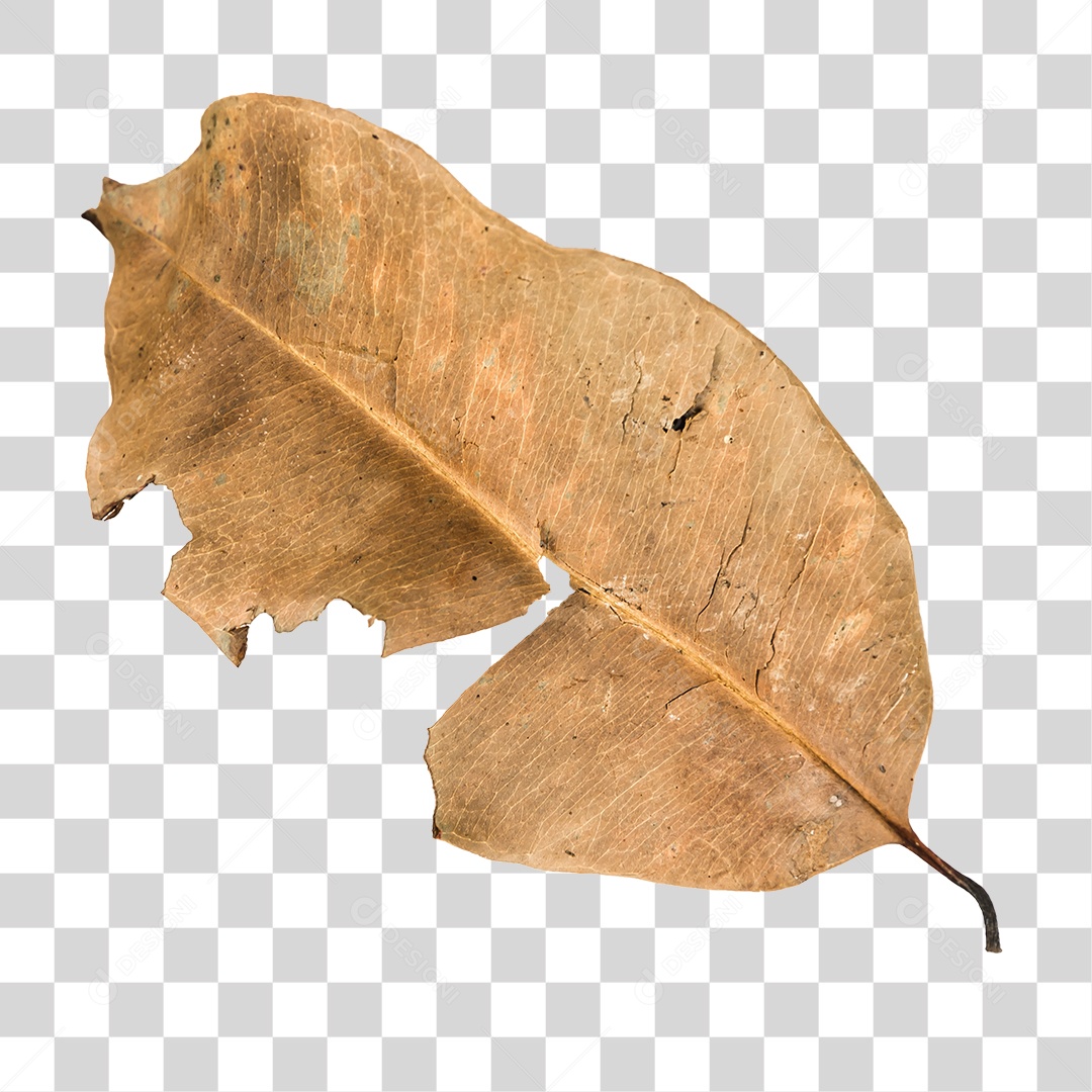Folha seca de árvore PNG transparente