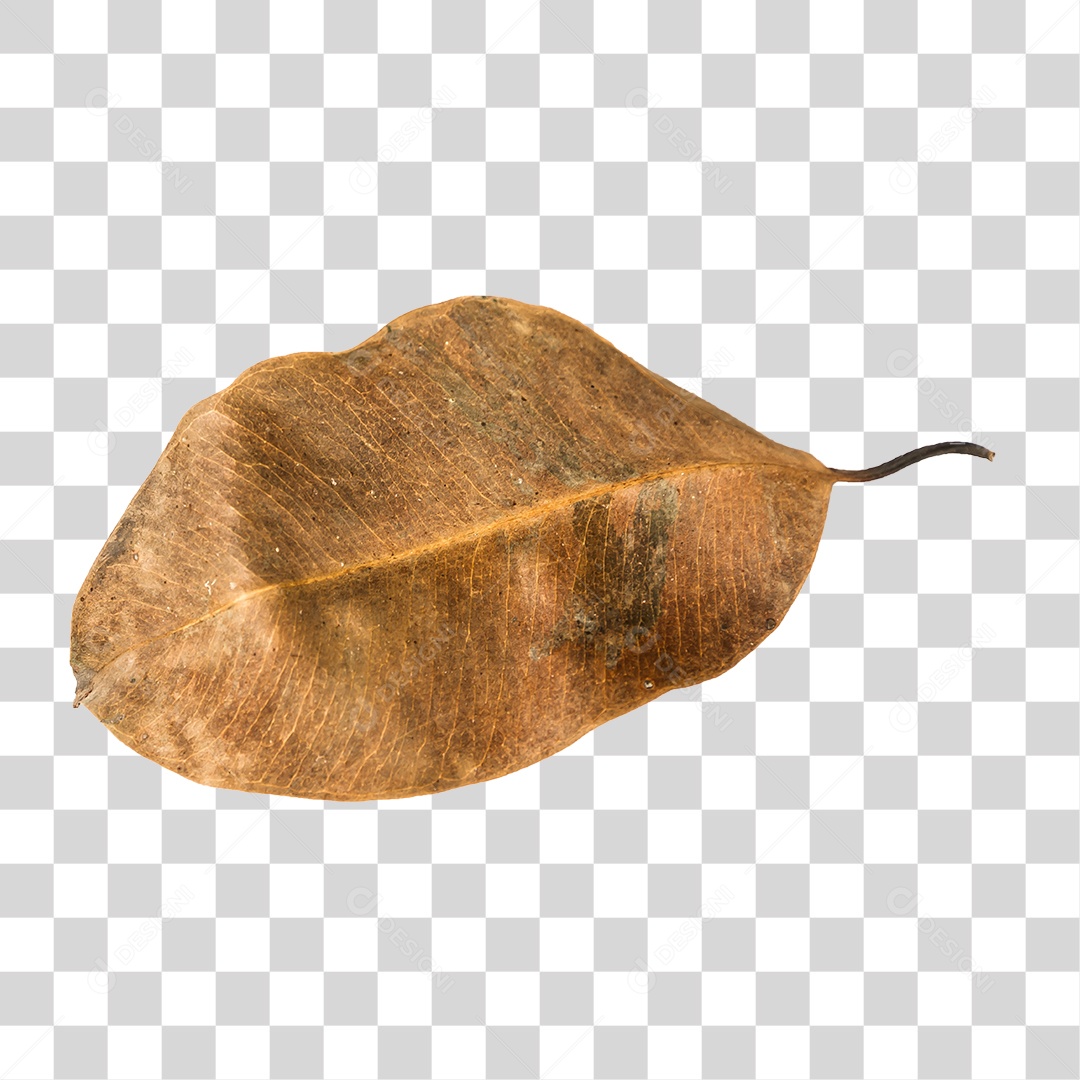 Folha seca de árvore PNG transparente