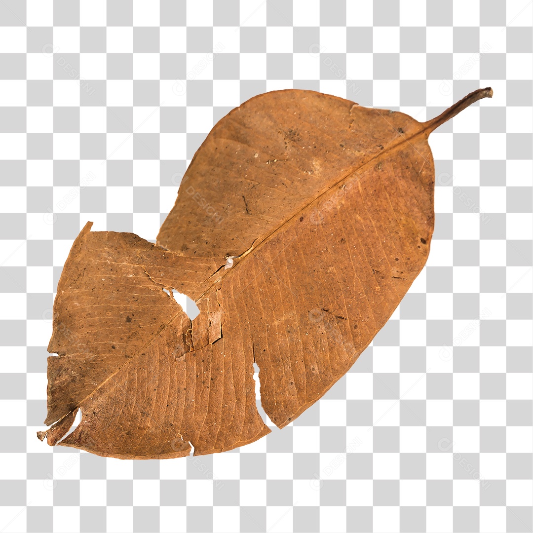 Folha seca de árvore PNG transparente