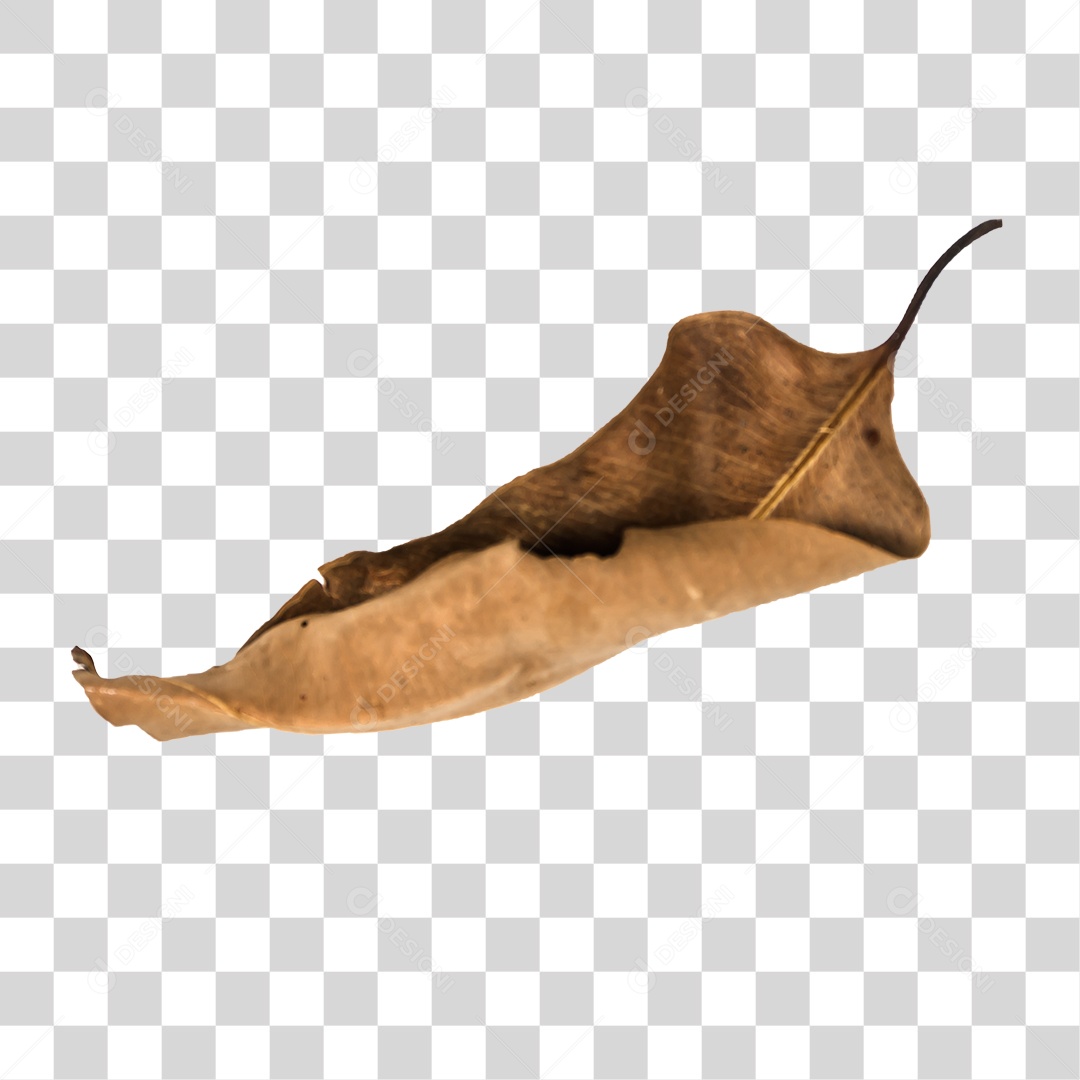 Folha seca de árvore PNG transparente