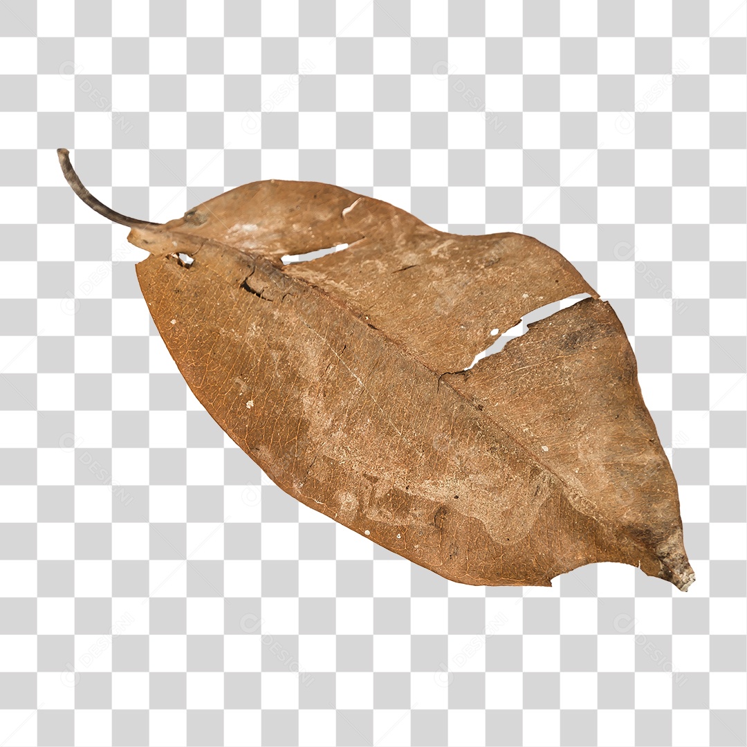 Folha seca de árvore PNG transparente