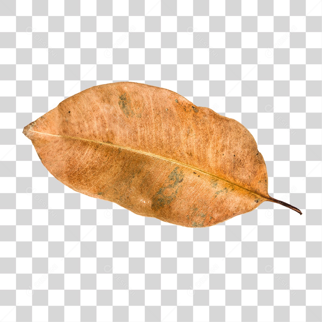 Folha seca de árvore PNG transparente