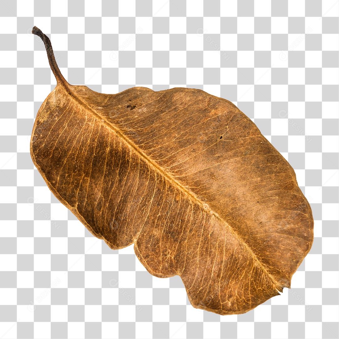 Folha seca de árvore PNG transparente