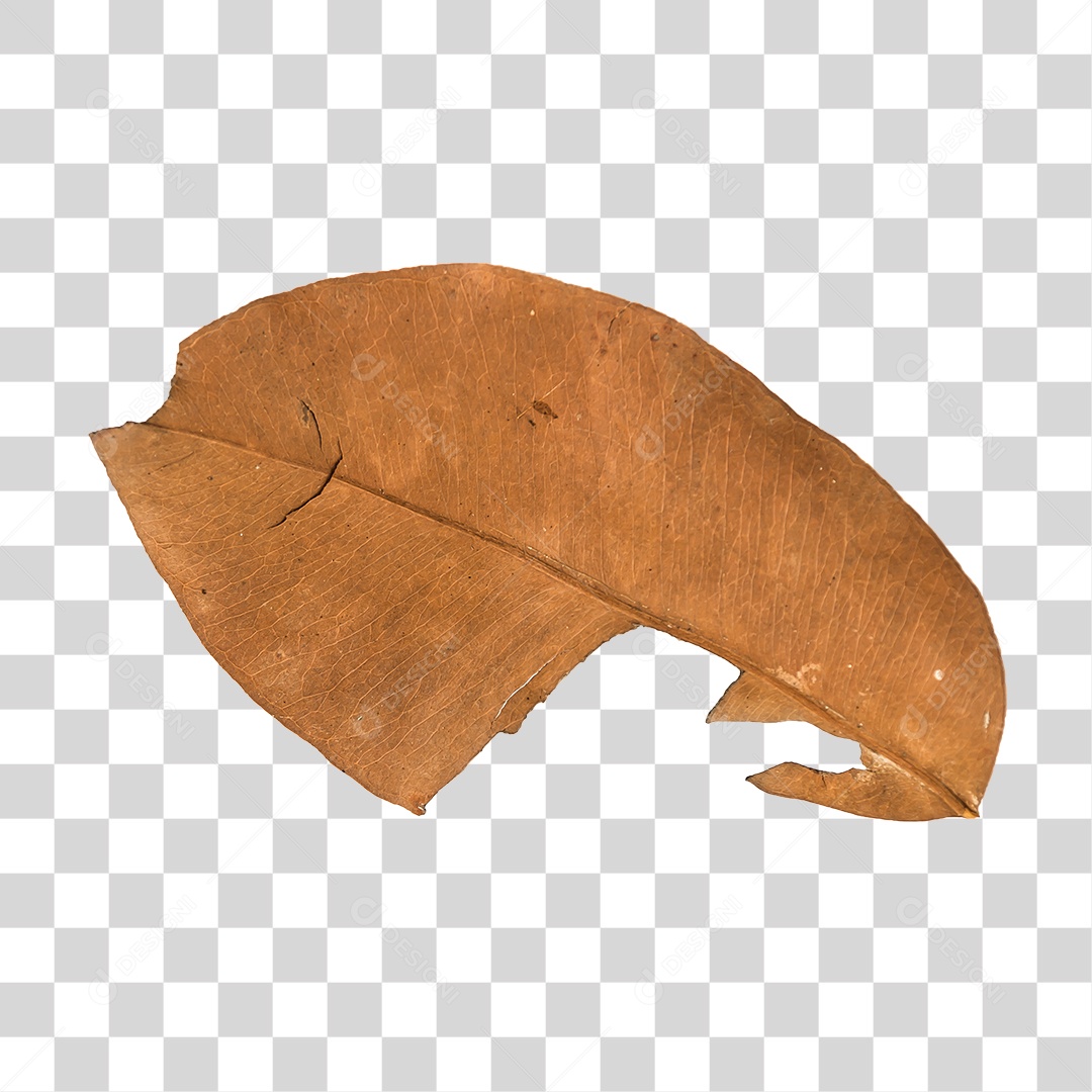 Folha Seca de árvore PNG transparente