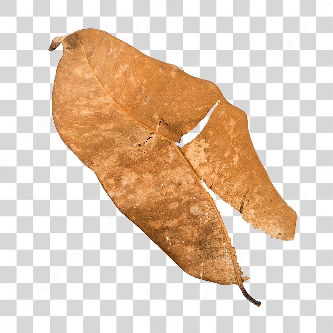 Folha seca de árvore PNG transparente