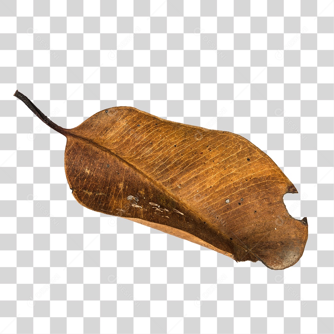 Folha seca de árvore PNG transparente