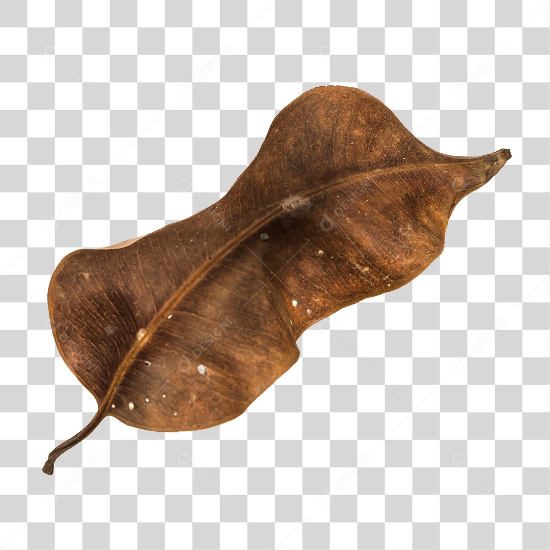 Folha seca de árvore PNG transparente