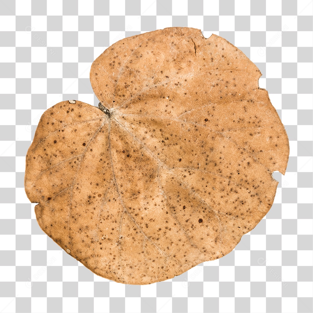 Folha seca de árvore PNG transparente