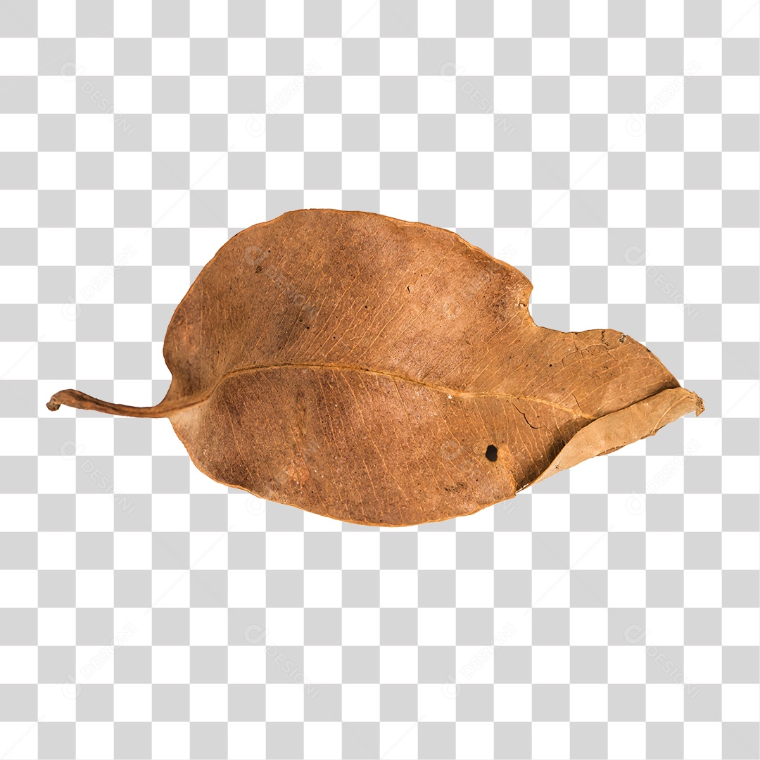 Folha seca de árvore PNG transparente