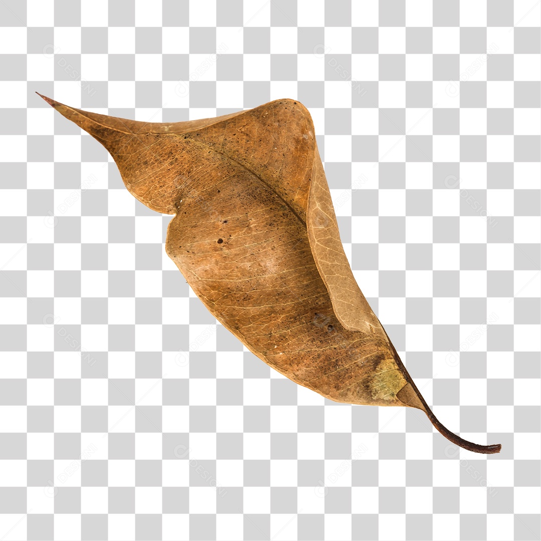 Folha seca de árvore PNG transparente