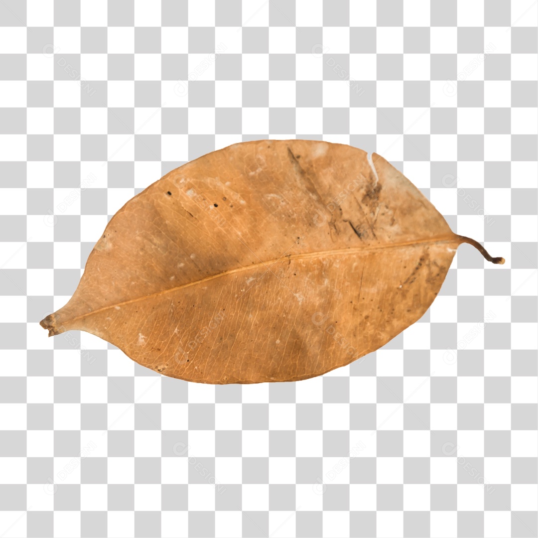 Folha seca de árvore PNG transparente